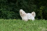 TERRIER DU TIBET 132